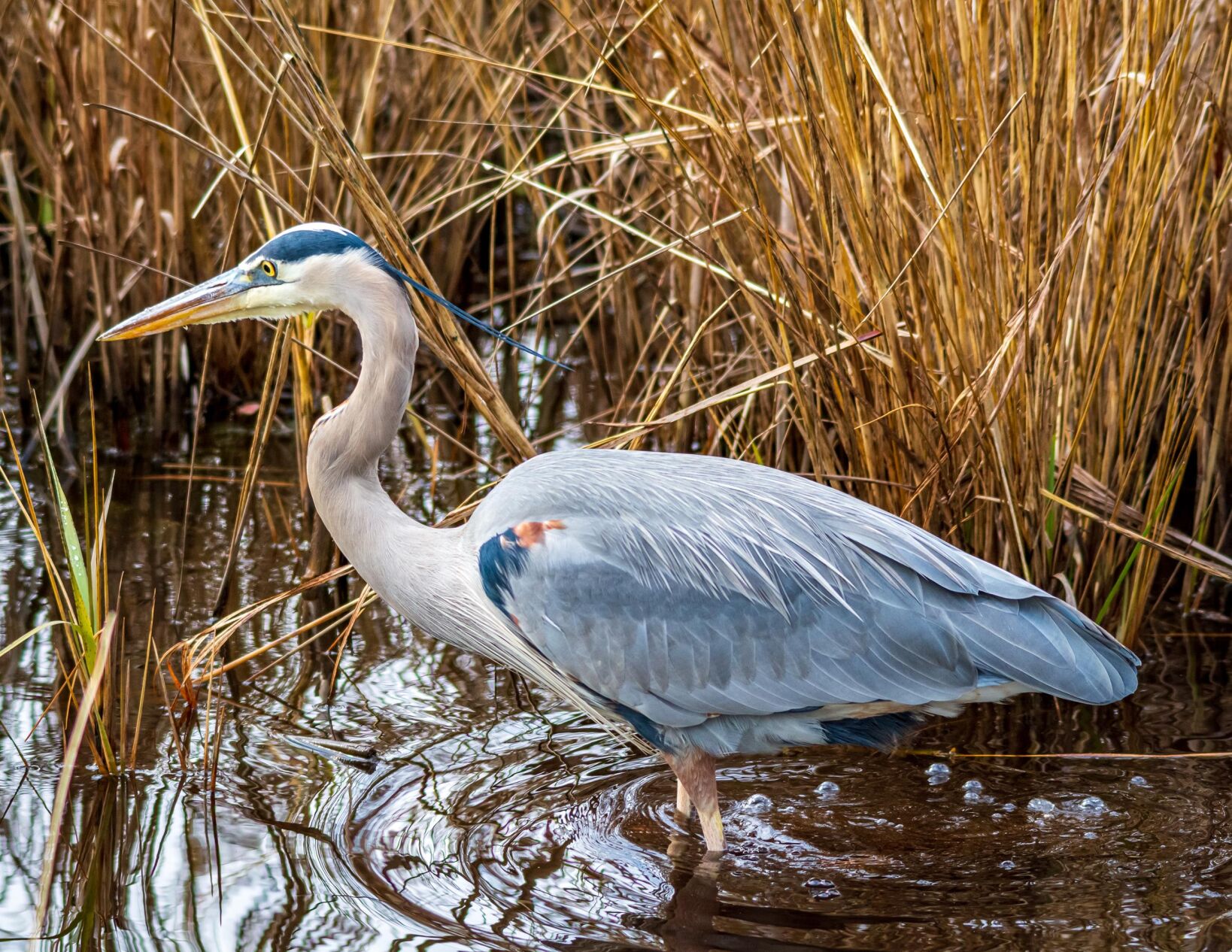 Blue heron